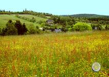 &Ouml;kowiesen von Schellerhau